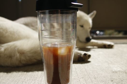 Ice coffee in front of siberian husky on a balcony.