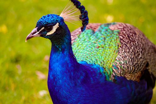 Beautiful peacock bird Pavo Cristatus