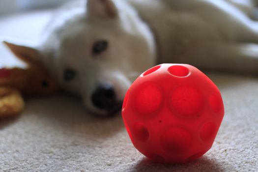 dog ball with selective focus on toy and dog in background