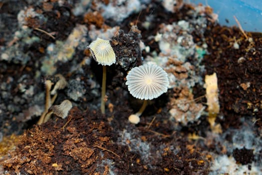 parasola auricoma mushrooms in the compost bin