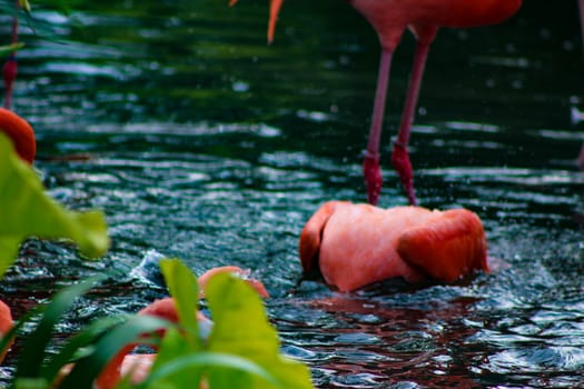 Flock of Pink Caribbean flamingos in water.