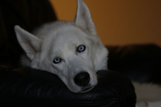 Siberian husky dog isolated on gray. Portrait confused funny sled-dog with blue eyes and with pressed ears. Siberian husky dog isolated on gray. Portrait.