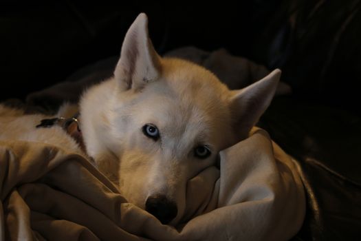 Husky Malamute Puppy Lying, Panting, Isolated On White.
