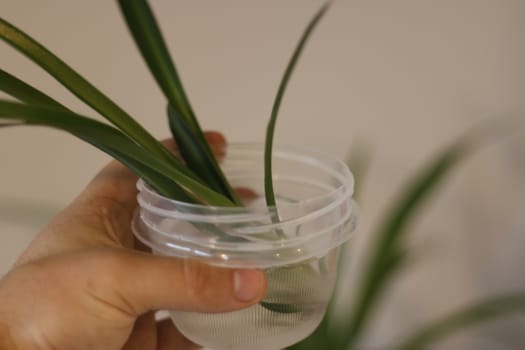 Chlorophytum in white flowerpot on wooden background . Ornamental plants in pot /Variegatum,comosum. Spider Plant. Closeup.