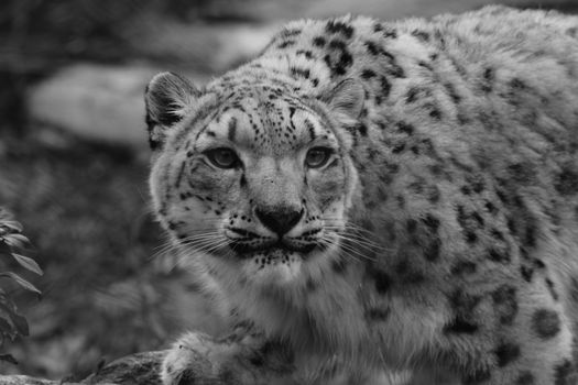 Profile Portrait of a Snow Leopard in a Snow Storm Against a Mottled Gray Background.