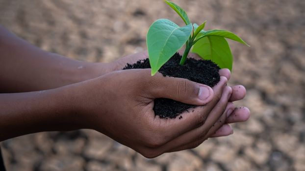 Hands holding a tree growing on cracked ground. global warming theme human hands defending green grass sprout rising from rainless cracked ground. Concept save the world 