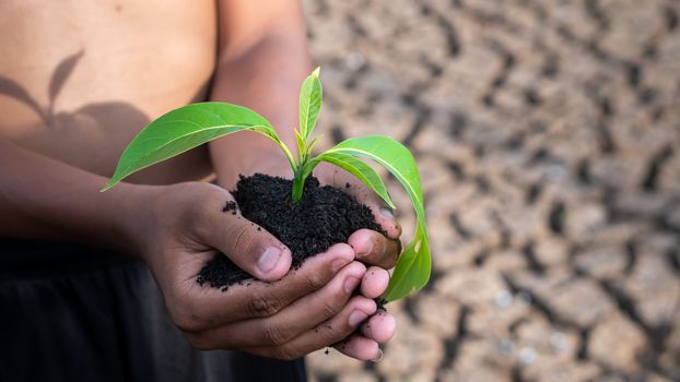 Hands holding a tree growing on cracked ground. global warming theme human hands defending green grass sprout rising from rainless cracked ground. Concept save the world 