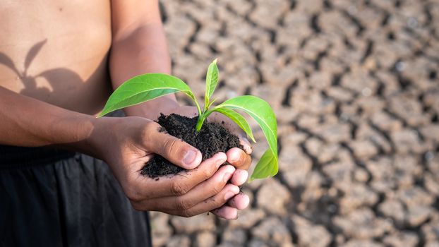 Hands holding a tree growing on cracked ground. global warming theme human hands defending green grass sprout rising from rainless cracked ground. Concept save the world 