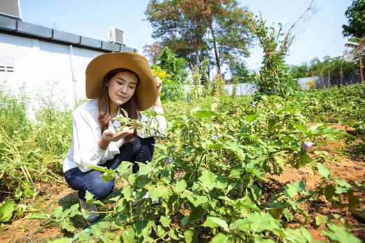 Asian female farmer is looking after her organic vegetable garden and maintaining fresh vegetables for her household.