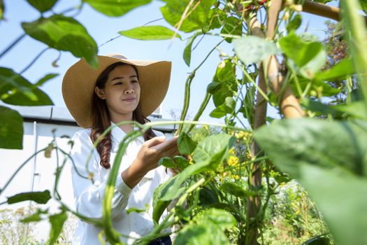 Asian female farmer is looking after her organic vegetable garden and maintaining fresh vegetables for her household.