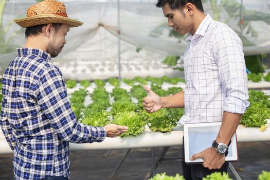 Vegetable farm owners and vegetable quality inspectors are always checking the quality of vegetables on the farm to be non-toxic and fresh.