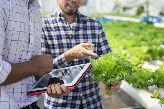 Vegetable farm owners and vegetable quality inspectors are always checking the quality of vegetables on the farm to be non-toxic and fresh.