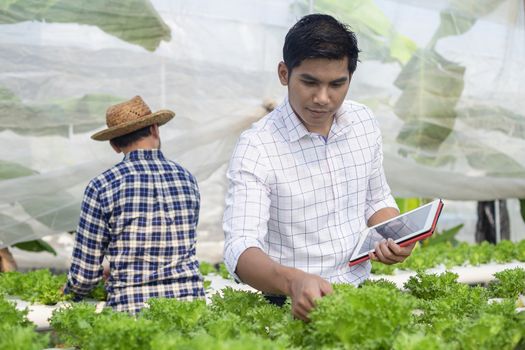 Vegetable farm owners and vegetable quality inspectors are always checking the quality of vegetables on the farm to be non-toxic and fresh.