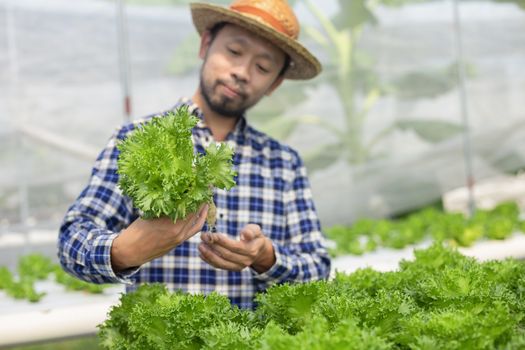 Vegetable farm owners and vegetable quality inspectors are always checking the quality of vegetables on the farm to be non-toxic and fresh.