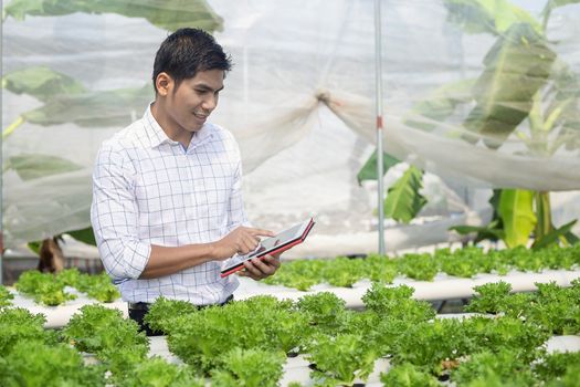 Vegetable farm owners and vegetable quality inspectors are always checking the quality of vegetables on the farm to be non-toxic and fresh.