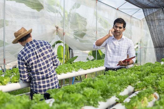 Vegetable farm owners and vegetable quality inspectors are always checking the quality of vegetables on the farm to be non-toxic and fresh.