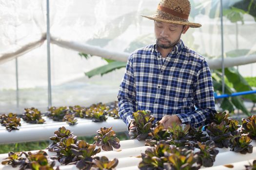 Vegetable farm owners and vegetable quality inspectors are always checking the quality of vegetables on the farm to be non-toxic and fresh.