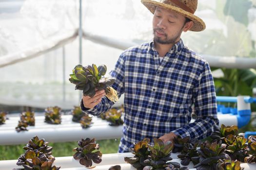 Vegetable farm owners and vegetable quality inspectors are always checking the quality of vegetables on the farm to be non-toxic and fresh.