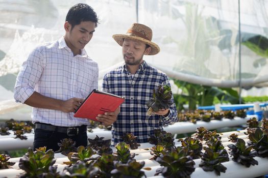 Vegetable farm owners and vegetable quality inspectors are always checking the quality of vegetables on the farm to be non-toxic and fresh.