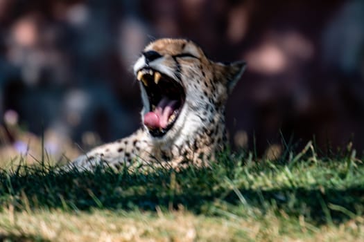 Cheetah face, Acinonyx jubatus, detail close-up portrait of wild cat. Fastest mammal on the land, Etosha NP, Namibia. Wildlife. Scene from African nature
