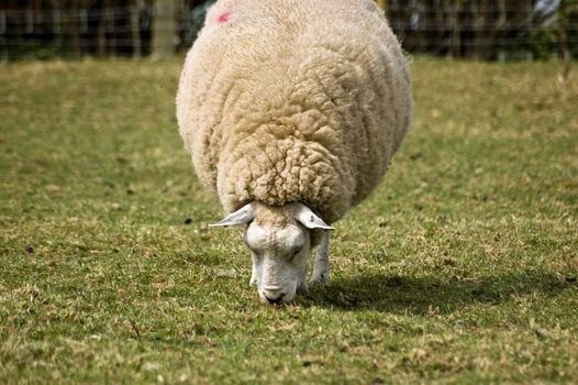 A solitary sheep grazing grass in a field in England.  