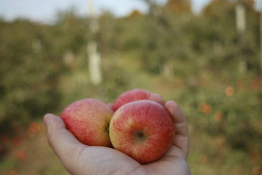 apple trees in a canadian orchard from October