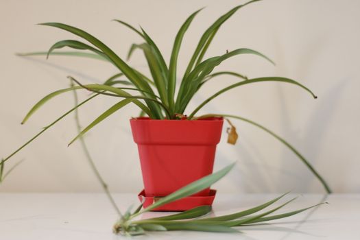 houseplant, Chlorophytum comosum in front of a light wall in a green pot.