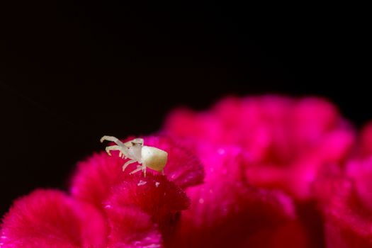 White spider macro on red flower