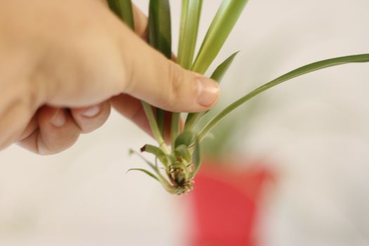 propogating baby spider plant, recently cut off and ready to plant.