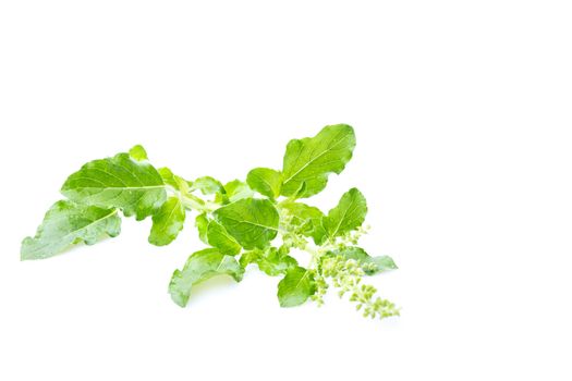 Fresh holy basil with water droplets isolate on white background