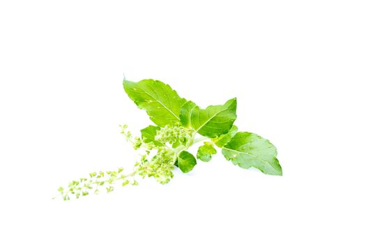 Fresh holy basil with water droplets isolate on white background