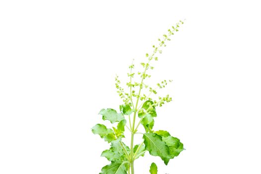 Fresh holy basil with water droplets isolate on white background