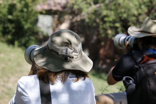 August 24 2019, Toronto Canada: Editorial photograph of Safari tourist taking pictures of wild animals.