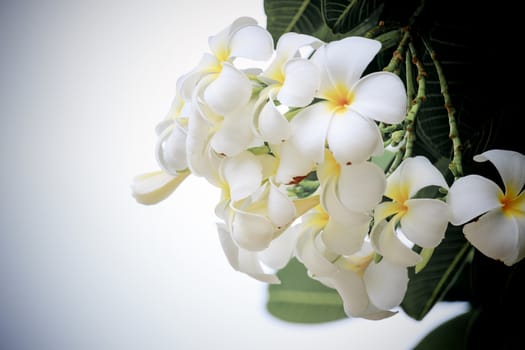 White Plumeria flowers, refreshing and beautiful in nature