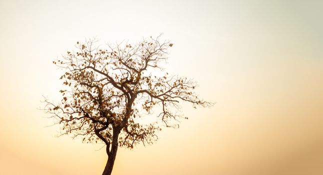 Beautiful shaped trees in the sky at sunrise