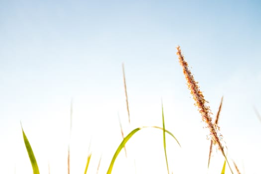 Grass flowers are fresh and beautiful in the morning.