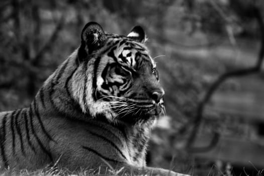 Tiger, portrait of a tiger in black and white.