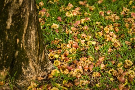 Fallen flower or petal on green grass in park.