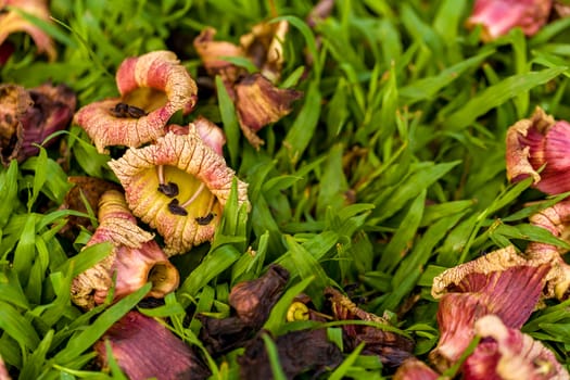 Fallen flower or petal on green grass in park.