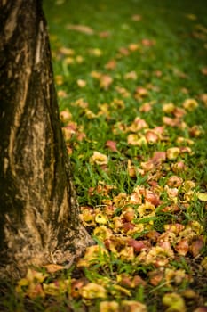 Fallen flower or petal on green grass in park.