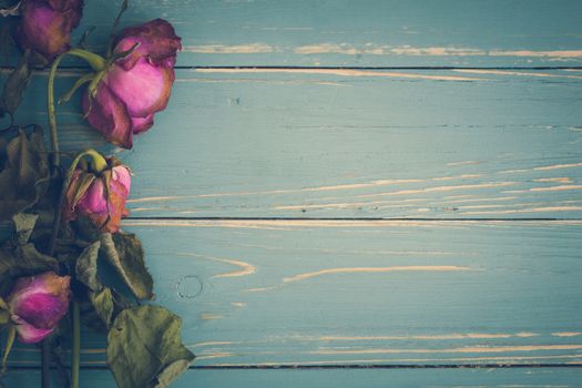 Withered and dried rose flower illustrating sadness concept.