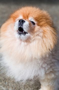 Cute Pomeranian dog face close up shot.
