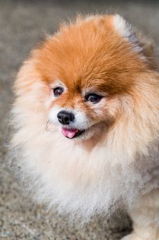 Cute Pomeranian dog face close up shot.