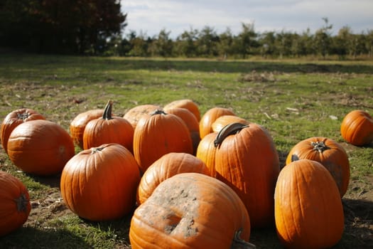 orange pumpkins at outdoor farmer market. pumpkin patch. Copy space for your text.