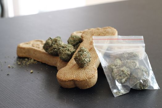 dog treat bones next to marijuana. theme of marijuana and pet usage.