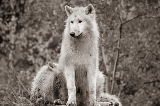 White Arctic wolf Canis lupus arctosportrait has beautiful golden eyes