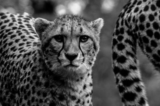 Portrait of cheetah in black and white.