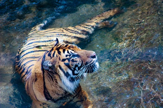 Amur tiger lying and looking forward.