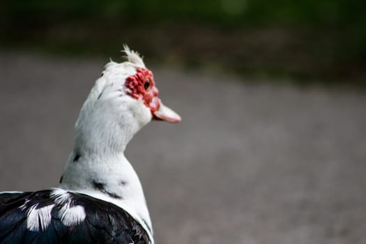 Muscovy Duck is a really interesting bird native to the southern hemisphere commonly referred to as a duck, but in fact it is a different species than the Mallard duck relatives.