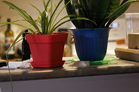 A small plant pot displayed in the window